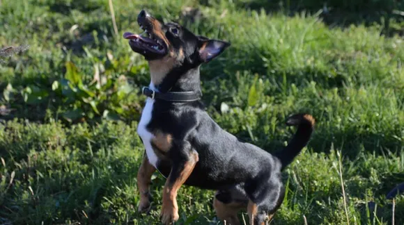 Check out these adorable dog videos to get over your anxiety during this quarantine