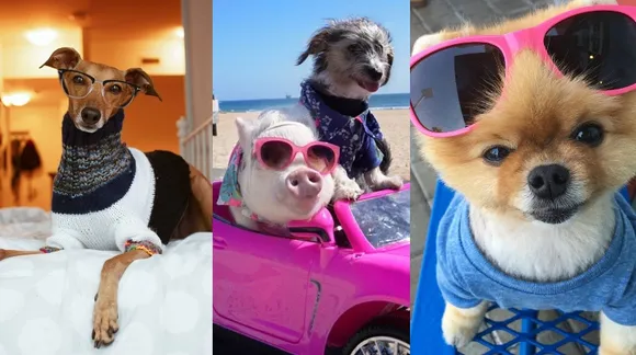10 Instagram Pets You'd Want To Swap Lives With Any Day!