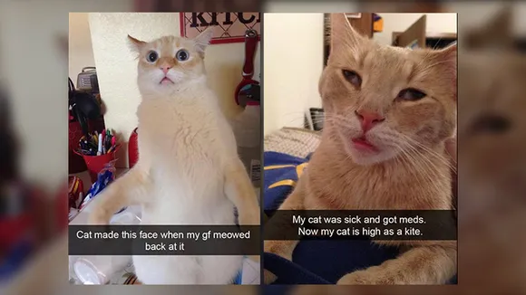 25 Cat Snapchats that are hilarious and adorable at the same time!