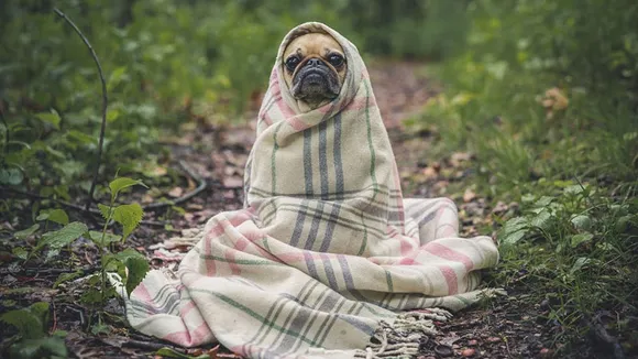 Here are some doggos to fill your day with #WednesdayWarmth!