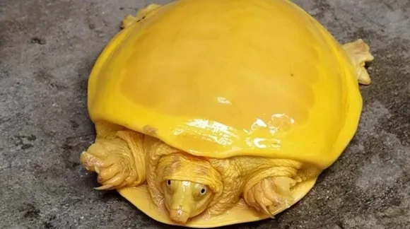 Rare bright yellow turtle goes viral among netizens on social media