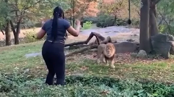 Woman Jumps Into A Lion's Cage And Netizens Are Shocked