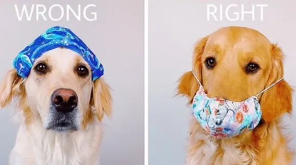 Instagram Doggos Luna and Harry show hoomans how to wear a mask