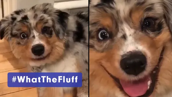 WTF just got a new meaning – What The Fluff!