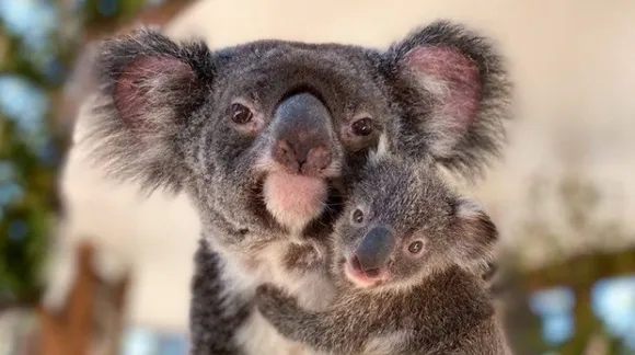 Australian Koalas to face extinction by 2050 according to a study