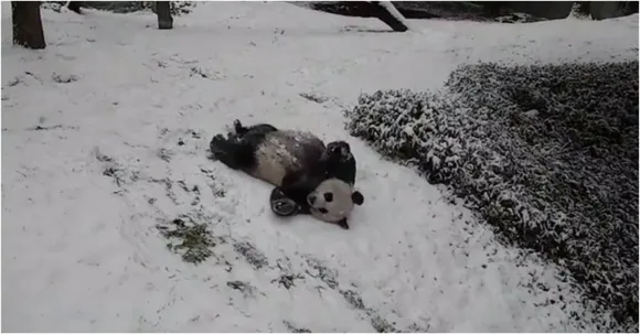 This video of Panda playing in the snow is pure joy