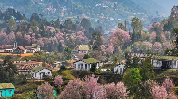 Cancel your Japan vacay and witness India's Cherry Blossom Festival in Shillong