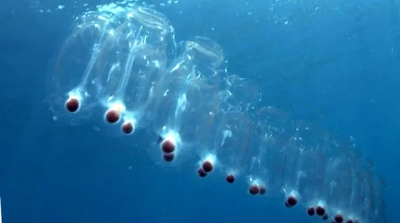 This sea creature does more to fight global warming than most of us