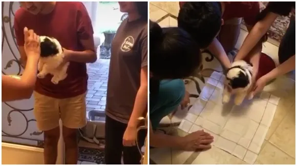 This puppy's welcome home video is melting hearts on the internet