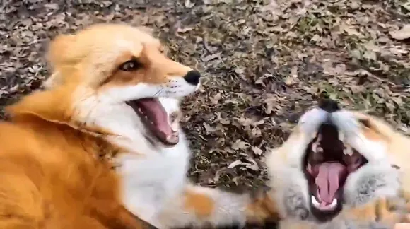 Internet can't get enough of this viral video of laughing foxes