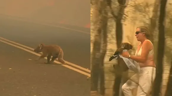 A heroic woman saves a Koala from fire and wins over the internet!