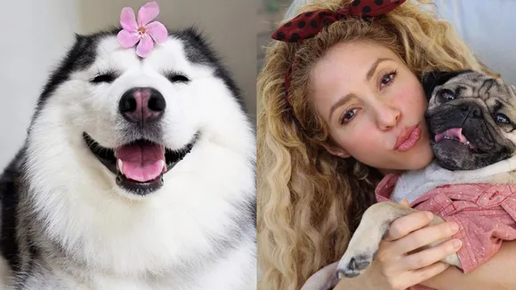We cannot believe how many followers these dogs on Instagram have!