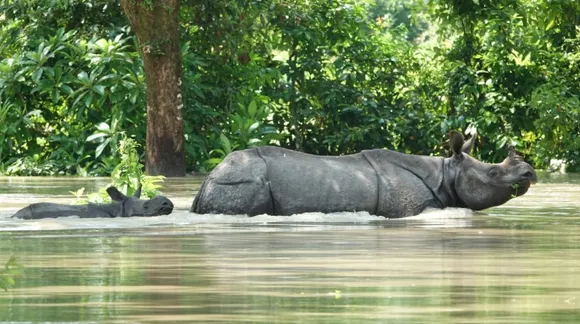 Assam Floods: State battered with deluge, reports huge loss of life, fauna and property