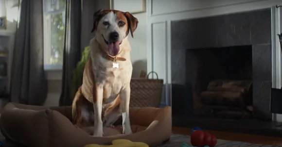 As Work from Office resumes, Petco urges viewers to look after their pet's mental health