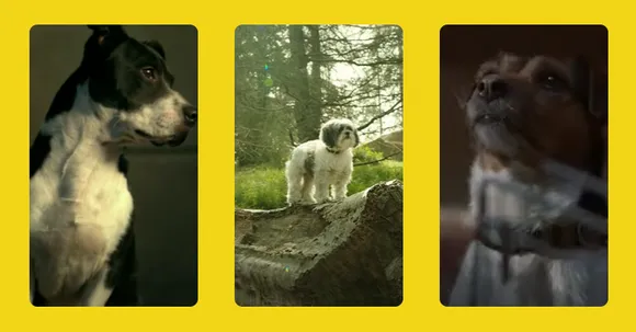 Pedigree campaigns that celebrate Dogs with the love they deserve