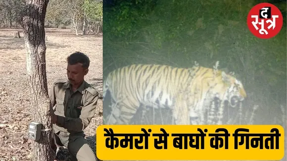 MP के 7वें Tiger Reserve में कैमरों के सर्विलांस में बाघों का मूवमेंट