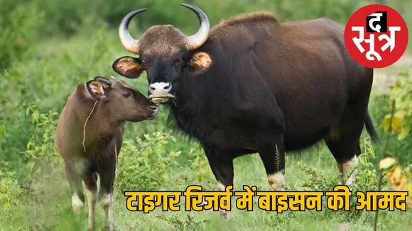 bison shifting : रीवा के टाइगर रिजर्व में भी होगा बाइसन का बसेरा