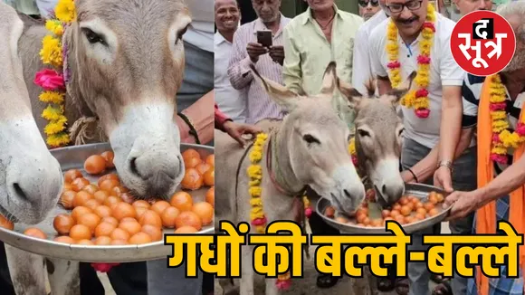 MP Mandsaur donkeys feeding Gulab Jamun Video goes viral