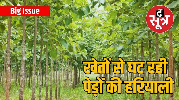 भारत के खेतों से गायब हो रहे छायादार पेड़, इंदौर हॉटस्पॉट में शामिल