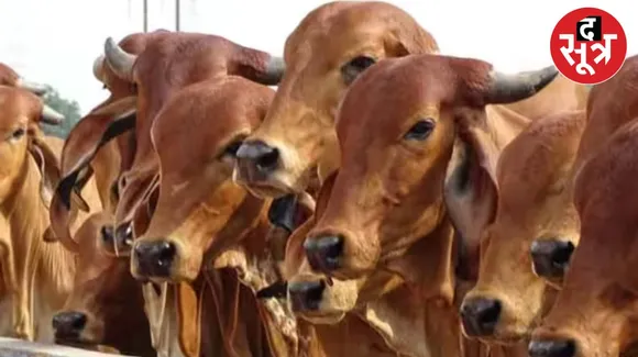 गोवंश की हत्या