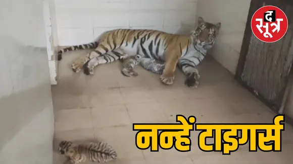 MP Gwalior Zoo tigress Durga gives birth 3 cubs