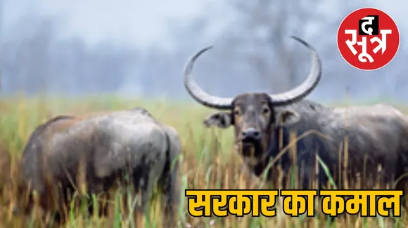 buffaloes drank water worth 4 lakh 60 thousand द सूत्र the sootr