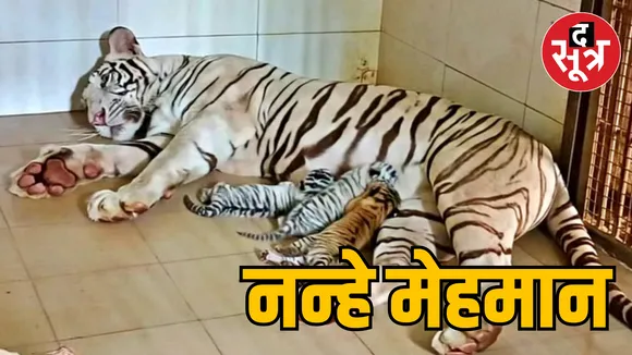 Gwalior Zoo white tigress Meera gives birth to 3 cubs