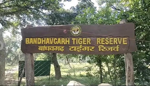 MP News : वन विहार में दहाड़ेंगे बांधवगढ़ टाइगर रिजर्व के 'वनराज', दो बाघों  को किया गया रवाना | MP News: 'Vanraj' of Bandhavgarh Tiger Reserve will  roar in Van Vihar, two