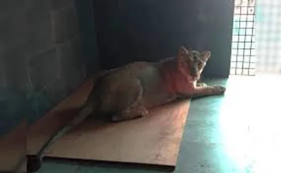 मध्य प्रदेश : भोपाल के वन विहार राष्ट्रीय उद्यान को दो बाघों के बदले गुजरात  से दो शेर मिले | Madhya Pradesh: Bhopal's Van Vihar National Park gets two  lions from Gujarat