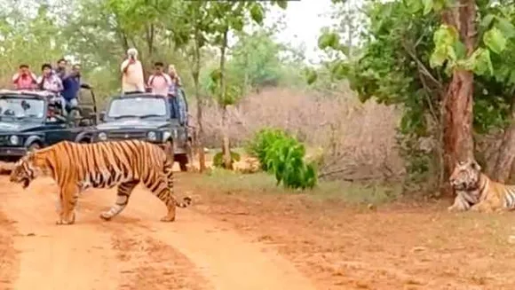 वर्ल्ड टाइगर डे: MP में बढ़ रहा बाघों का कुनबा, पन्ना रिजर्व में बाघ ने शावकों को पाला