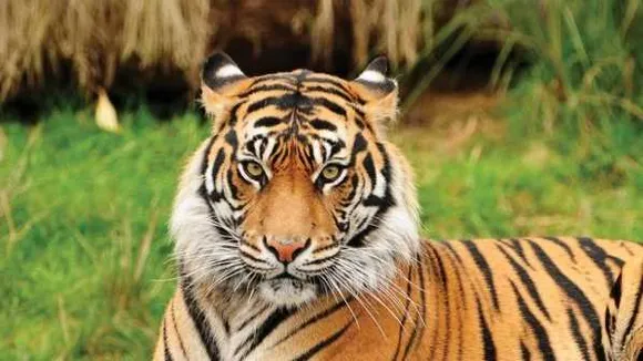 बाघों के कुनबे पर सरकार: 4 साल में 32 शावक समेत 85 टाइगर की मौत, सुरक्षा पर खर्च
