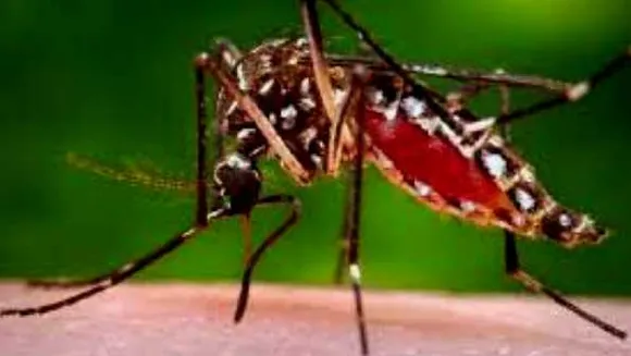 MP में डेंगू का कहर: प्रदेश में 10 हजार का आंकड़ा पार, मंदसौर के बाद ग्वालियर नया हॉटस्पॉट