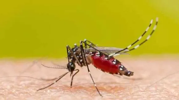 MP में डेंगू का डंक: 40 दिन में 2 हजार मरीज मिले, कमलनाथ बोले- स्वास्थ्य व्यवस्था बदहाल