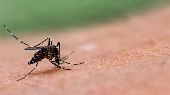 मच्छरों का प्रकोप: ग्वालियर में डेंगू ने मचाया हड़कंप,अब तक 121 नए केस मिल चुके हैं