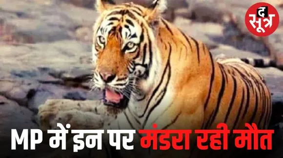 टाइगर स्टेट मध्यप्रदेश में सबसे ज्यादा बाघों की मौत, इस साल अब तक 37 की गई जान