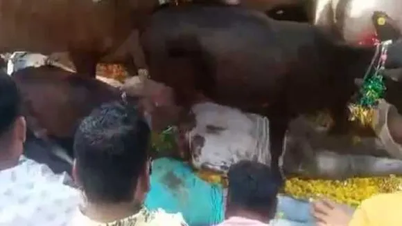 MP: उज्जैन में मन्नत पूरी होने पर गाय के नीचे लेटे लोग, शाजापुर में बच्चों को गोबर पर लिटाया