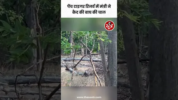 MP सरकार के मंत्री Prahlad Patel नें Pench Tiger Reserve में इस खूबसूरत दृश्य को कैद किया #shorts