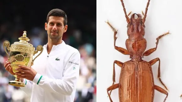 WATCH: The insect which was named after Novak Djokovic by his native country