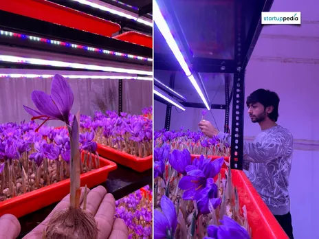 saffron farming patil farms