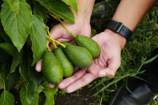 Avocado Farming In India