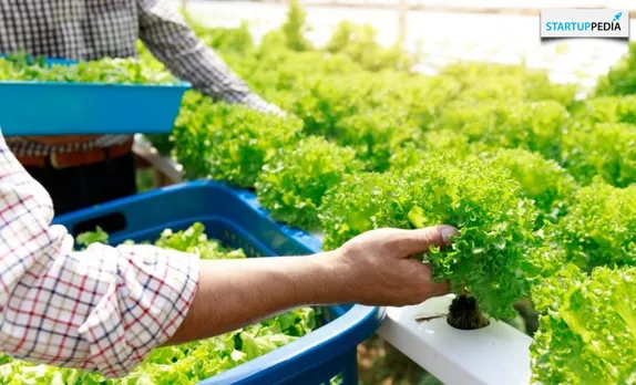 How to start a hydroponic farm business in India and earn in lakhs