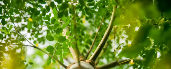 முருங்கையில்(moringa) உள்ள ஐந்து நன்மைகள்