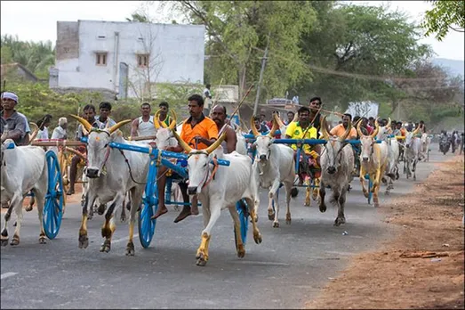 ரேக்லா ரேஸ்க்கு தடை கோரி வழக்கு : பதிலளிக்குமாறு தமிழக அரசுக்கு ஐகோர்ட் நோட்டீஸ்