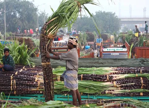 களைகட்டும் பொங்கல்: கோயம்பேடு மார்க்கெட்டில் கட்டுக்கட்டாக வந்திறங்கிய கரும்புகள், வாழைத்தார்கள்