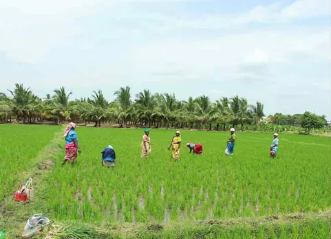 வாயிருந்தும் ஊமைகள் : பெண் விவசாயக் கூலிகளின் பரிதாப நிலை!