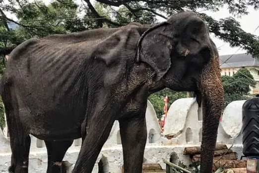 கண்களை குளமாக்கும் சம்பவம்.. 70 வயதில் எலும்பும் தோலுமாக இருக்கும் யானை திருவிழாவில் கட்டாயப்படுத்தப்படும் கொடுமை!