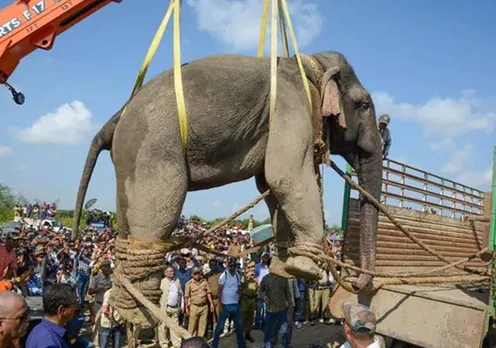 உயிரியல் பூங்காவில் விடப்பட்ட கிருஷ்ணா யானை மாரடைப்பால் மரணம்!