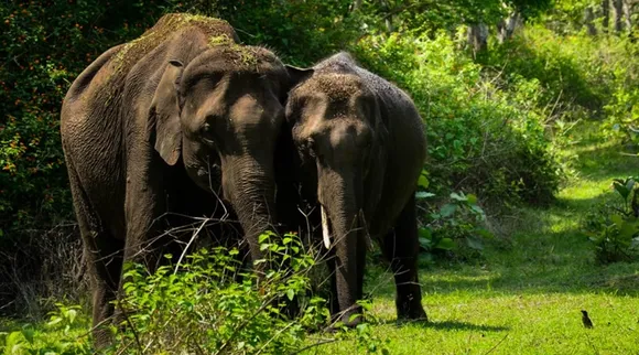 மசினகுடி வலசை பாதை : யானைகளுக்கு இருக்கும் அங்கீகாரமும் உரிமையும் மனிதர்களுக்கு இல்லையா?