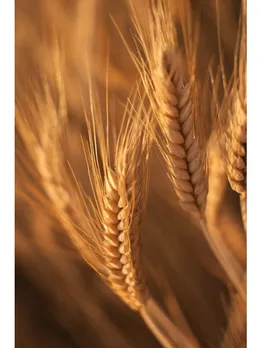 wheat 2 - unsplash (1)