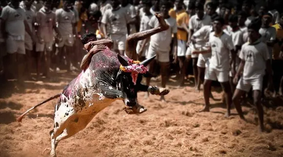 பட்டையை கிளப்பும் ஏறுதழுவல்... நாட்டு மாடுகள் பவனி வரும் அவனியாபுரம் ஜல்லிக்கட்டு - வீடியோக்கள்